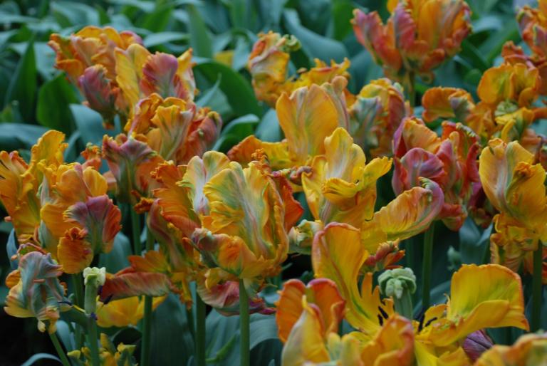 Afbeelding 768 - KEUKENHOF-OLANDA