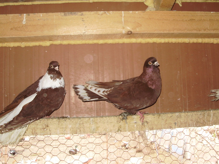 P9061383 - 1709 Marian Anghel