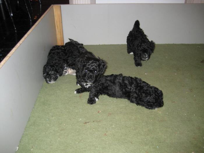 Dupa 41 zile - Cateii