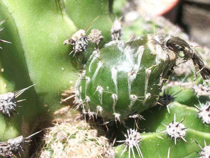 Fruct Echinopsis