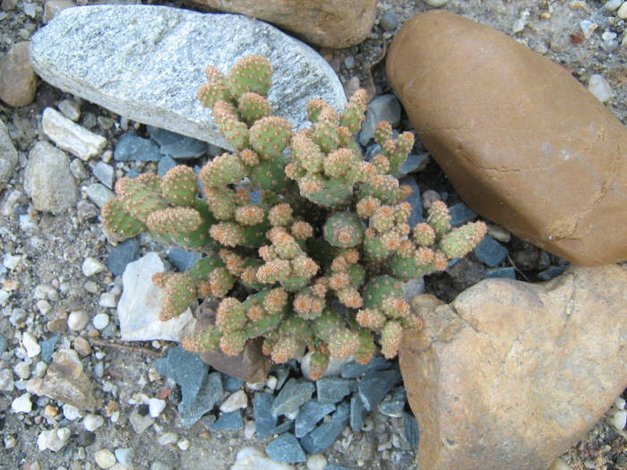 IMG_8131 - Cactusi la mosie 17 iunie 2009