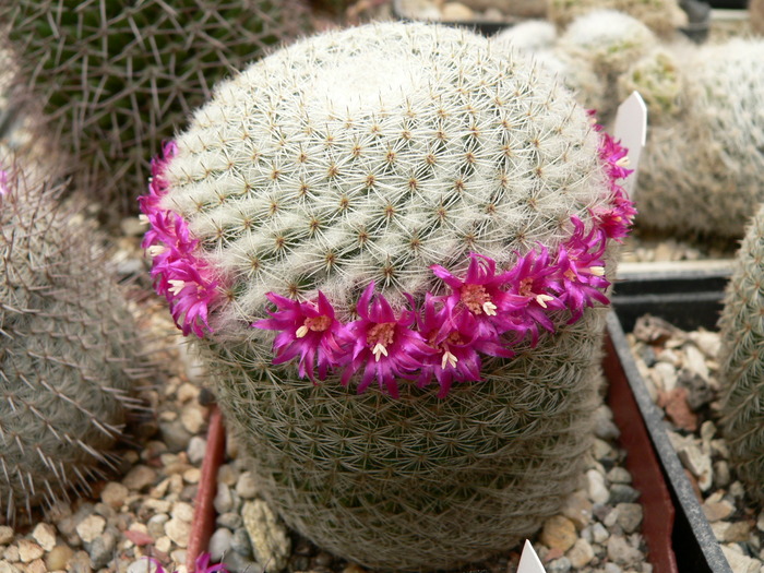 mammillaria_supertexta_pl1 - genul Mammillaria