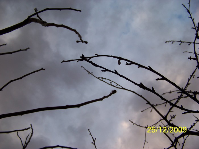 100_7875 - Sfarsit de decembrie 2009