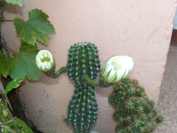 Picture 388 - cactusi