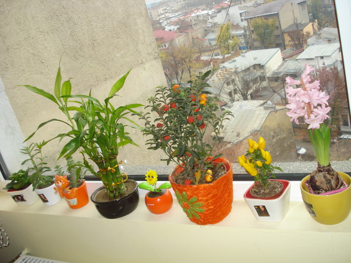 KALANCHOE,BAMBUSI,SOLANUM,ARDEI DECORATIVI,ZAMBILUTA