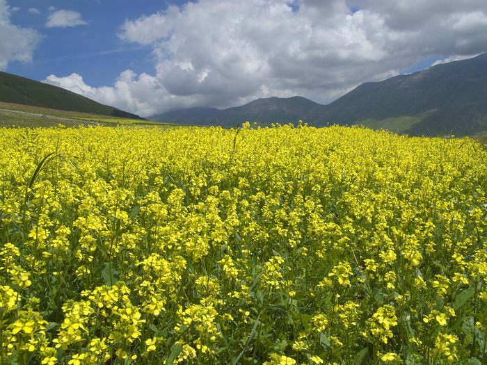 Castelluccio di Norcia, Umbria, Italy - Wallpapers Premium