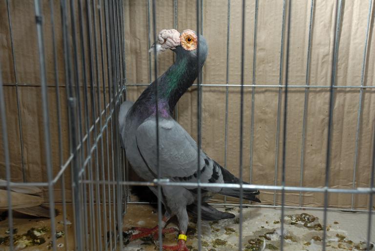 DSC_3994 - Campioni Expo TM1