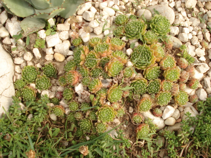 DSC01492 - Sempervivum