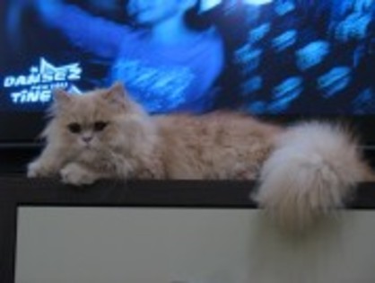 la tv - my cats