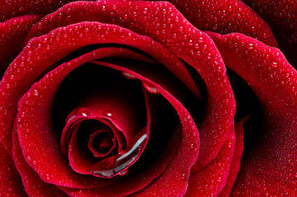 Trandafir (4) - Floare Dragostei