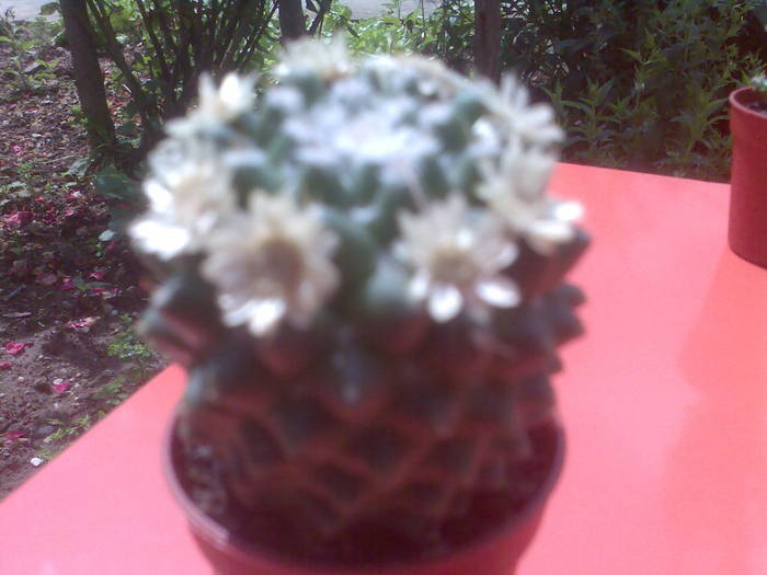 mammillaria - cactusi si suculente-2009