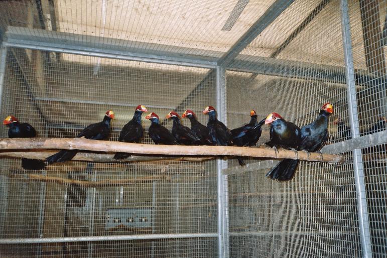 Centrul papagali apr 2004 (11) - centrul papagali Veldhoven -Olanda