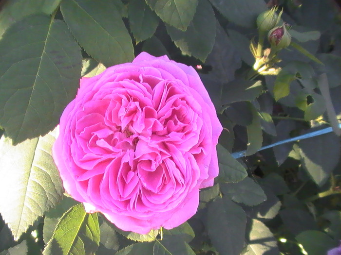 PIC_3484; Trandafir de dulceata
