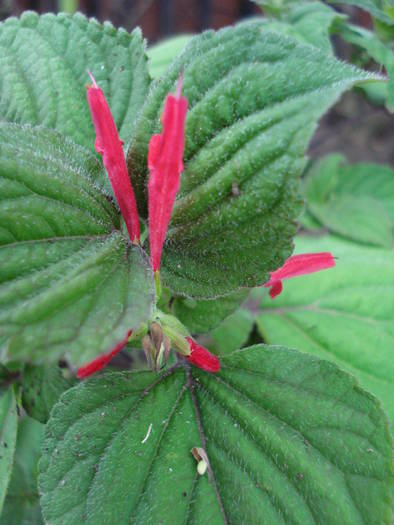 Salvia splendens (2009, June 23) - 06 Garden in June