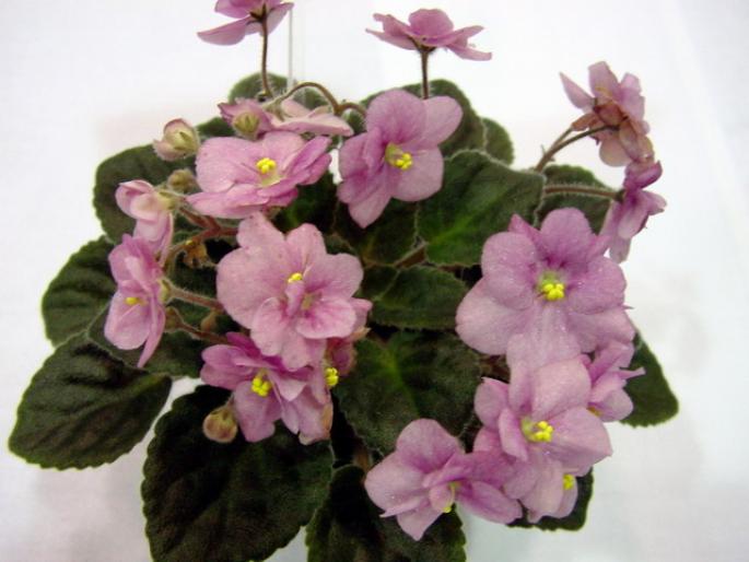 Robs_Fiddle_Faddle_2005avsa_2 - violete de pe net 1