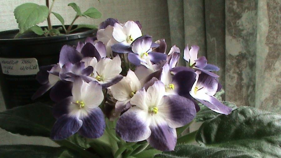 Violete 26 mai 2008 (2) - violete