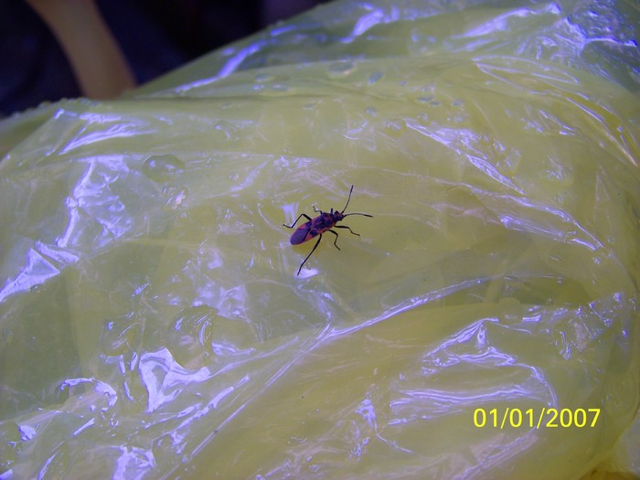 100_3866 - Toamna in curte  Timisoara