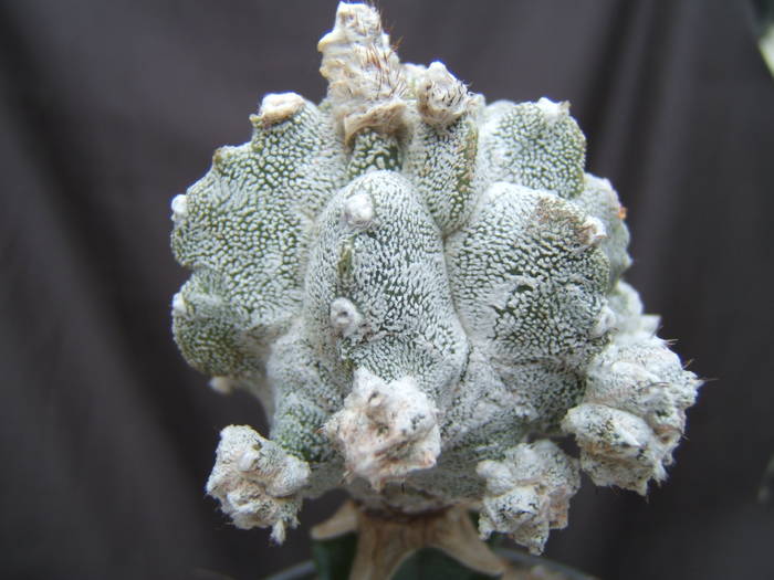 Astrophytum myriostigma cv 'Lotus Land'