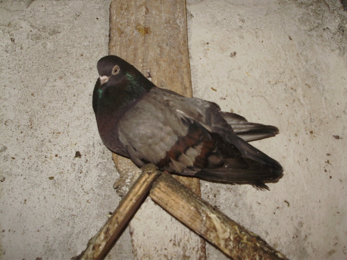 P9061479