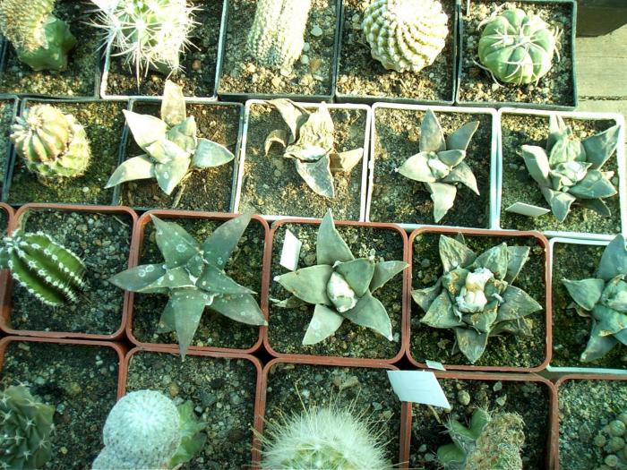 Rajko (10) - Cactusi