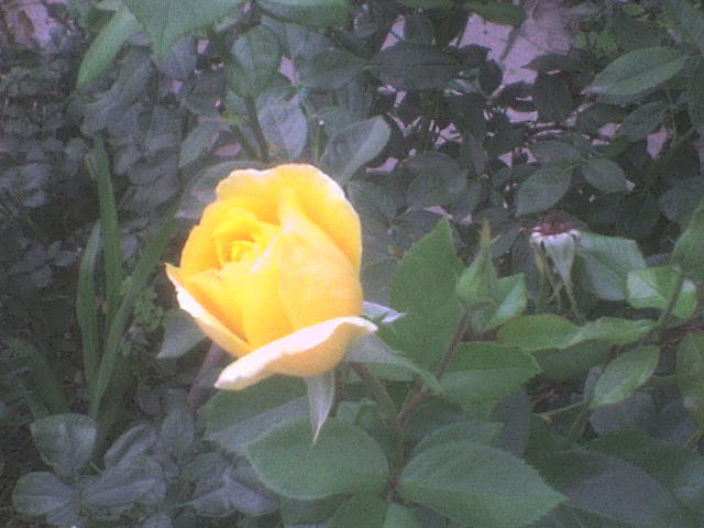 DSC00970 - trandafiri