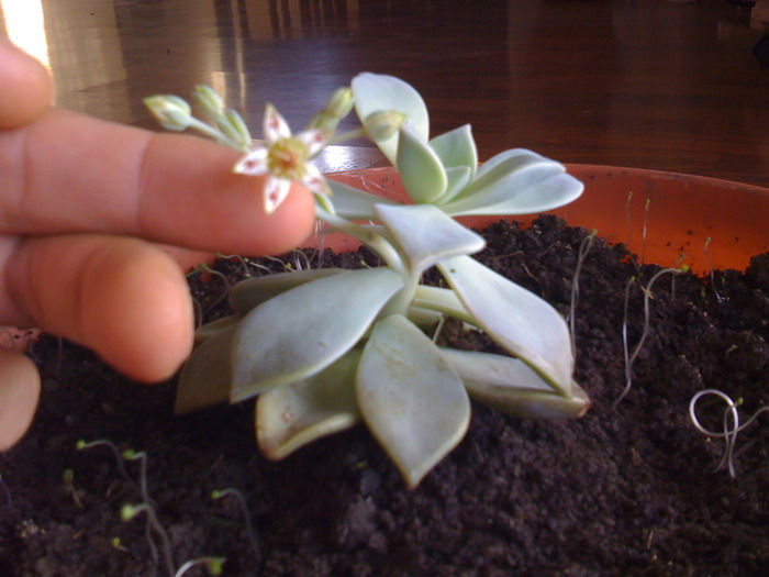 pui de graptopetalum la 1 luna jumatate si 2 ore