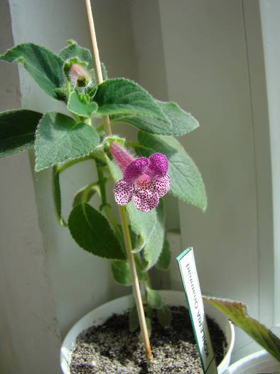 Kohleria Ampallang 7 - Kohleria Ampallang 2009