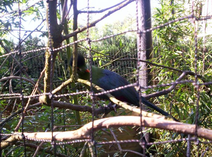 190 centru papag. 6 oct 2007 (13)