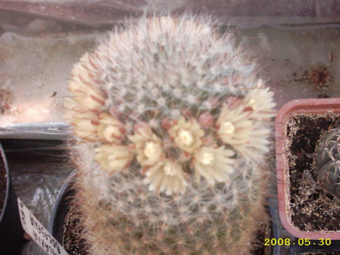 23-Mammillaria bocasana - cactusi