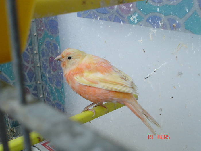 DSC03957 - PUI CANARI 2009