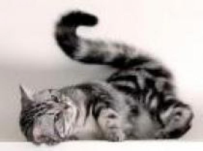 RCUDUDWAGRZZSDUBMDD - pisicutte adevarate