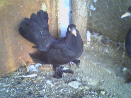 picture0011 - Roller de colectie