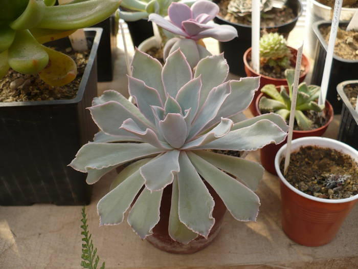 Echeveria shaviana f. rubro - Cactusi 2009