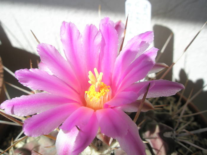 Thelocactus v. freudenbergeri - floare - Thelocactus