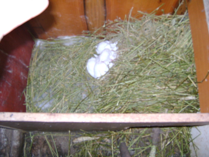 Picture 181 - iepurii alb urias