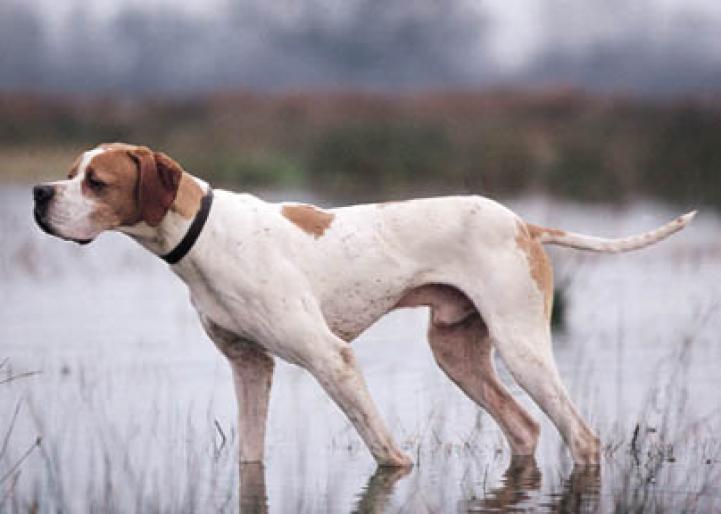 POINTER - RASE CAINI