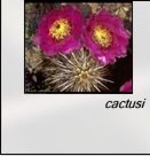 flori de cactusi - Plante din diferite tari