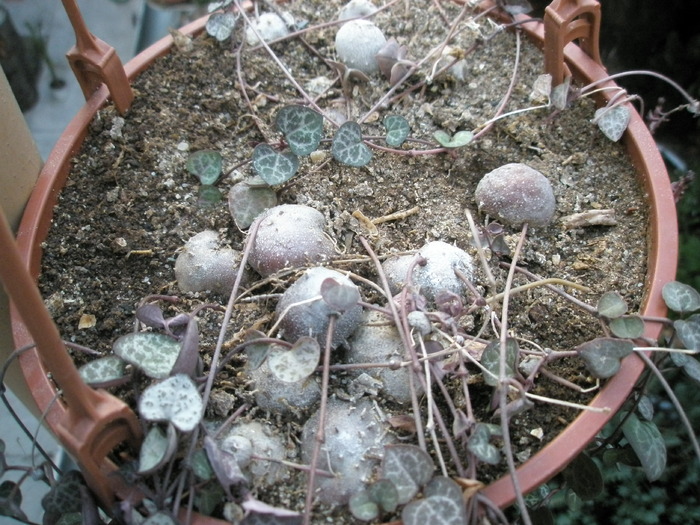 caudexuri la Ceropegia woodii