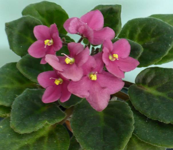 P1120756 - Saintpaulia - violete de camera