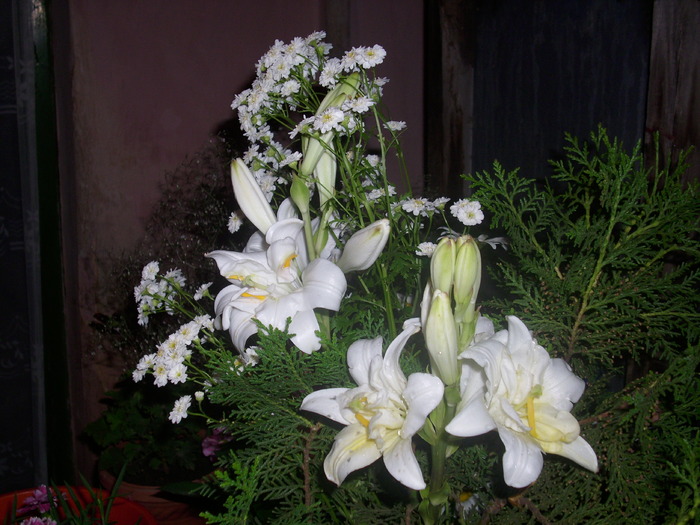 DSCI0430 - flori din gradina mea