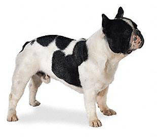 french_bulldog