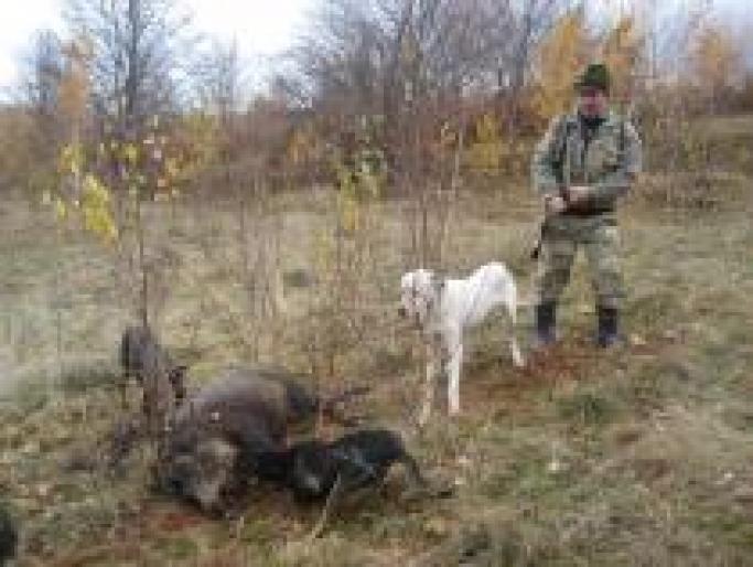 OADXKTRQHKJOSKZVTZO - CAINI-VANATOARE-DOG ARGENTINIAN-COPOI ARDELENESC SI CATIVA METISI