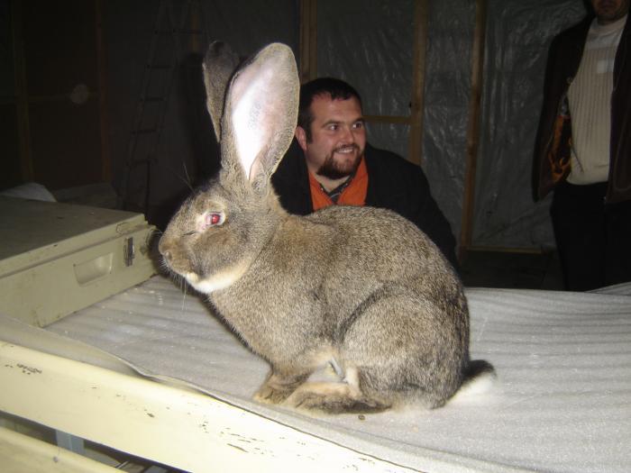 DISZNOVAGAS KEPEK 089; CHAMPIONUL  LUI D.  DRAGOS GULICIUC
