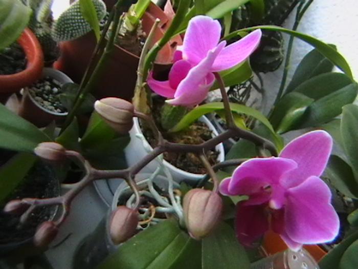 16.01 - orhidee 2009