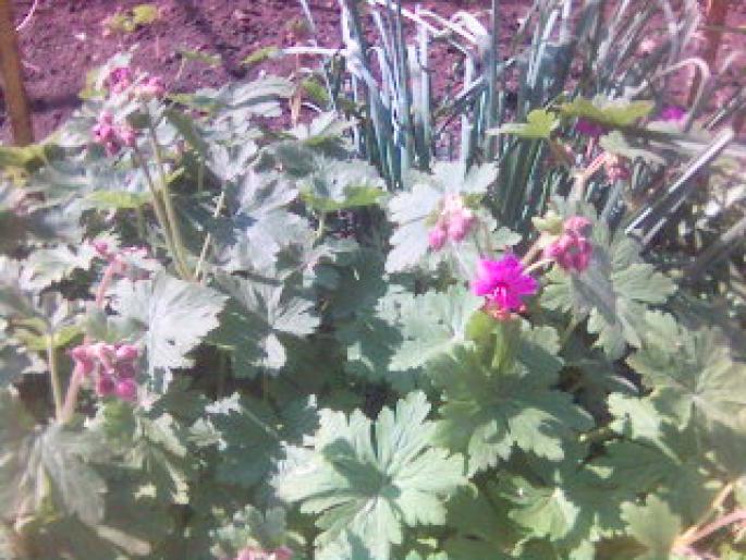 Geranium Karmina - flori de gradina