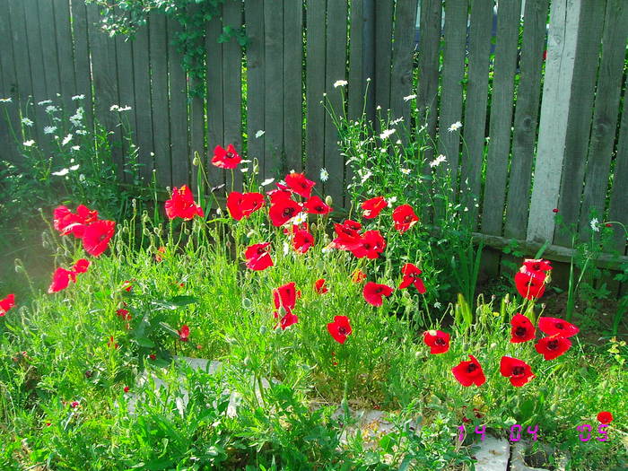 Maci rosii - Flori de gradina 2009
