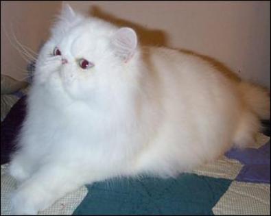 cat7 - pisici persane 1