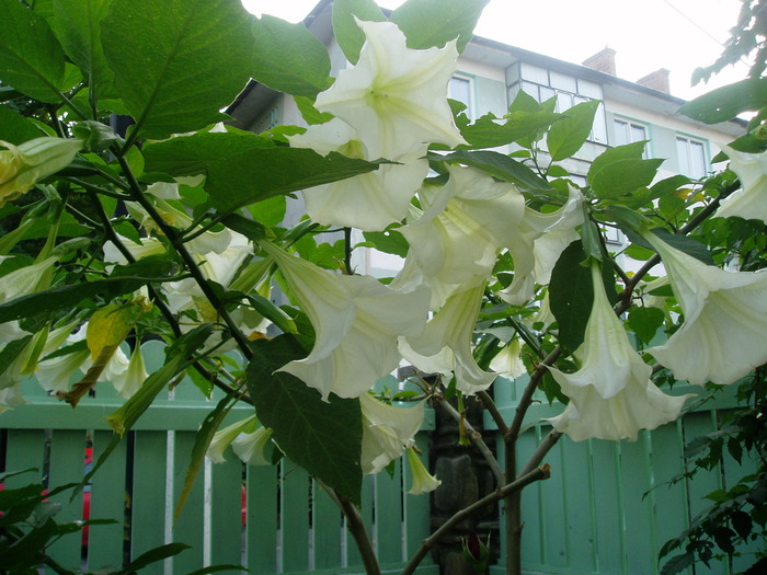 16 SEPT.2009 - BRUGMANSIA-trompeta ingerilor