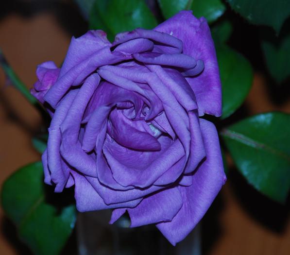 trandafir ciclam - trandafiri Aninoasa