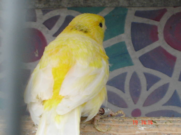 DSC03985 - canari poze 2009